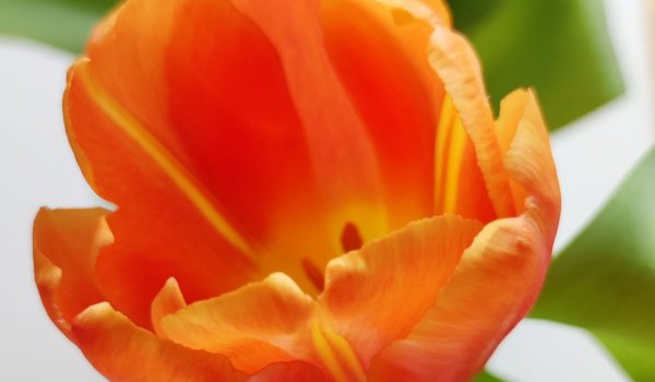 Dlaczego tulipany są jak ludzie i dlaczego chyba lepiej być tulipanem niż różą