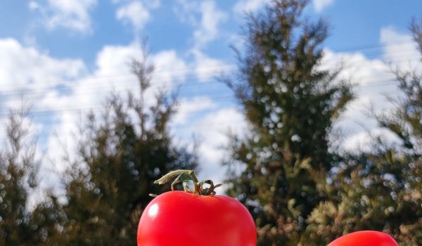 Pomidorowe love. Pomidor – afrodyzjak, uważany za truciznę. Kulka mocy, czasami oznaczająca nowy początek