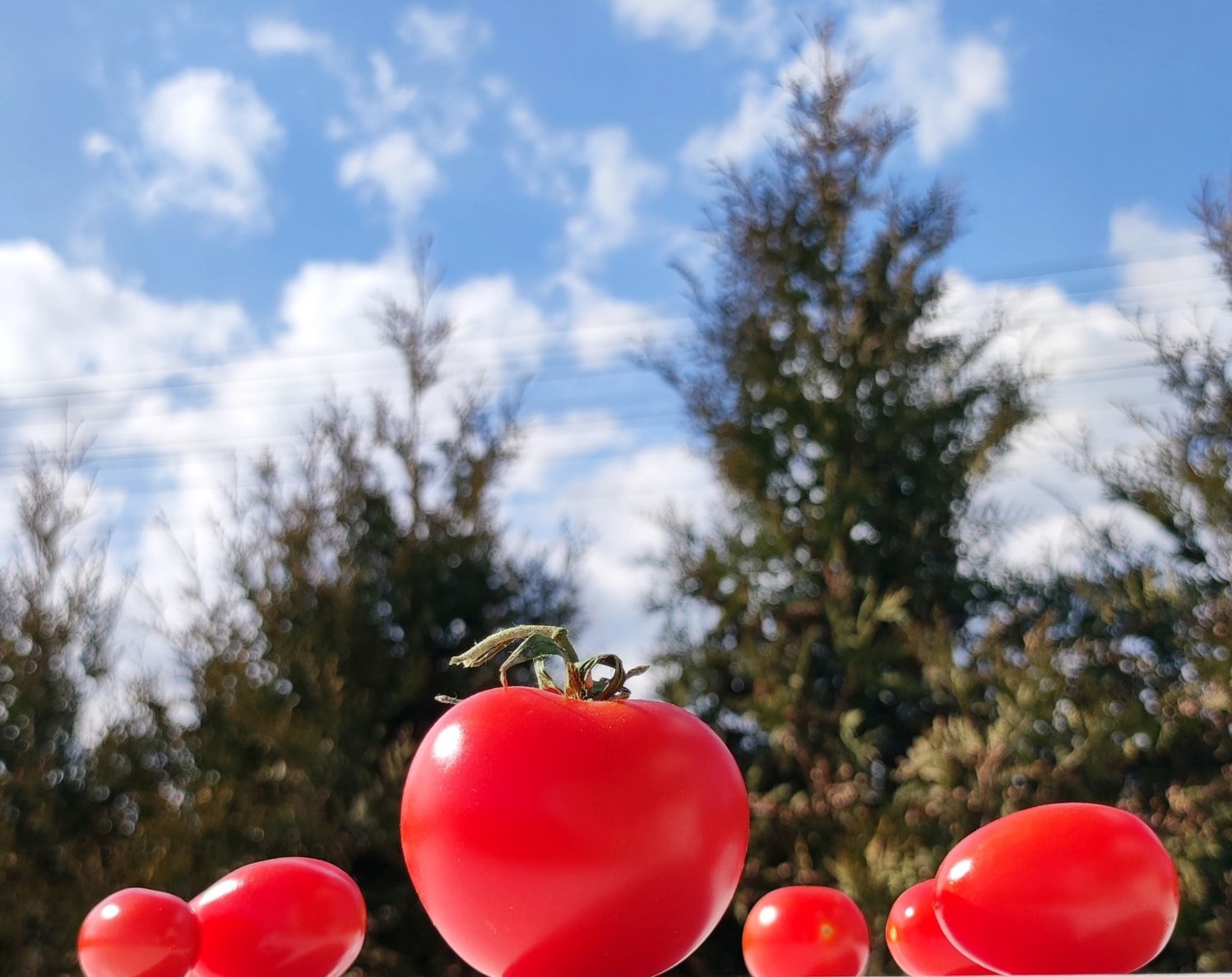 Pomidorowe love. Pomidor – afrodyzjak, uważany za truciznę. Kulka mocy, czasami oznaczająca nowy początek