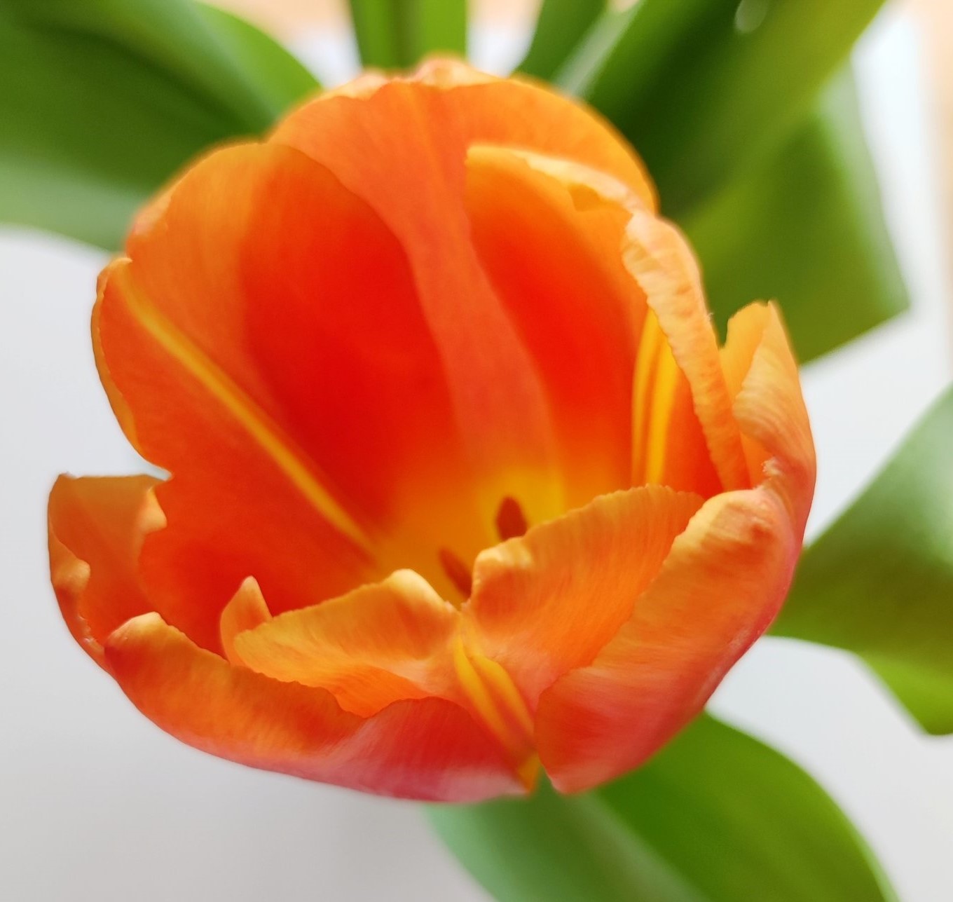 Dlaczego tulipany są jak ludzie i dlaczego chyba lepiej być tulipanem niż różą