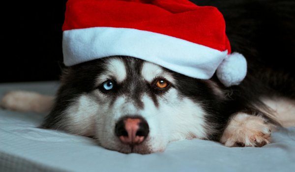 Halo, halo!! Normalność bardzo poszukiwana!