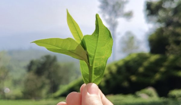 W tym roku chcę mniej...