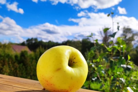Światowy Dzień Jabłka