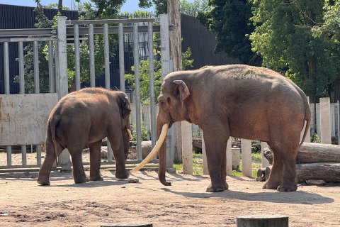 Dzień szósty - Wizyta w łódzkim ZOO