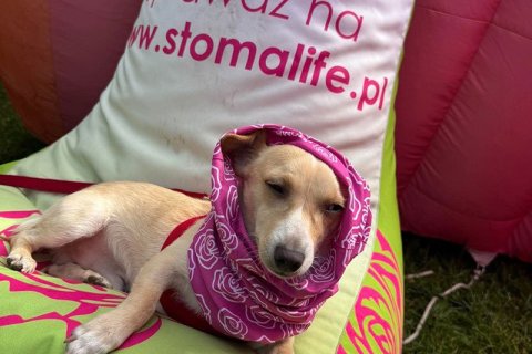 Jelita lubią ruch. STOMAlife na "Czerwonej Kartce dla Raka" w Łodzi