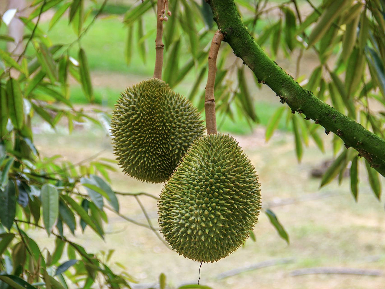 durian.jpg