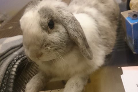 Ewelina Zach: Uszy w podróży