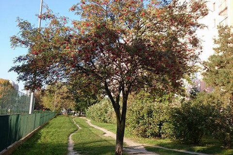 Ewelina Zach: Dzień dobry bardzo