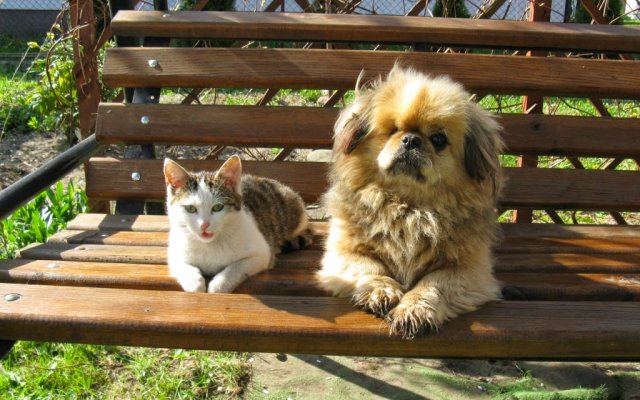 Terapeutyczne zdolności naszych pupili